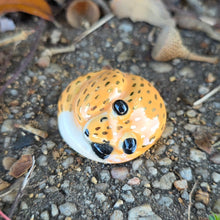 Load image into Gallery viewer, FOX CAB 2