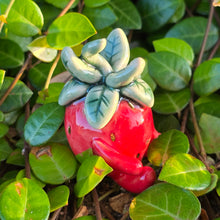 Load image into Gallery viewer, BERRY, SLEEPY + BEE